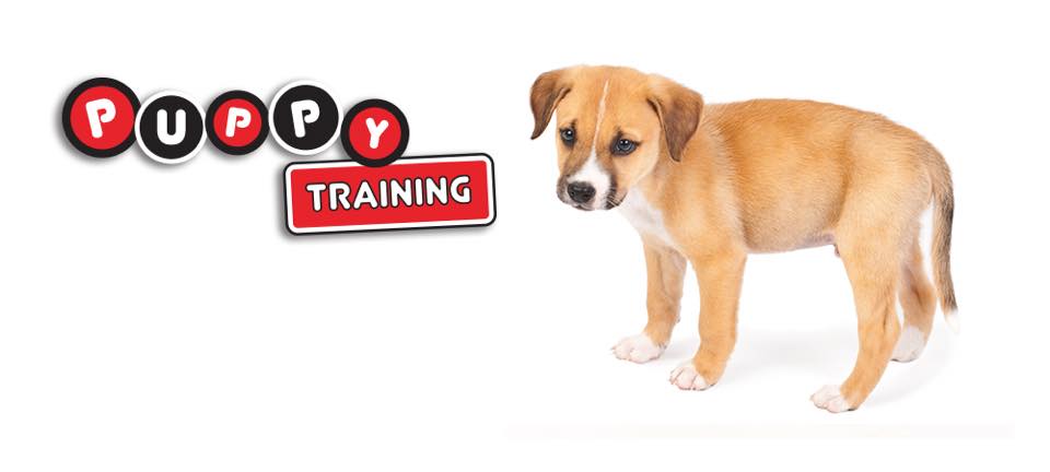 Puppy Training for Raleigh, Durham, Cary & Chapel Hill, NC